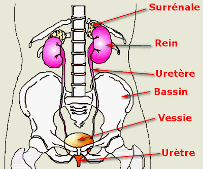Lépine dorsale de la maladie le service cervical